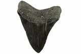 Serrated, Fossil Megalodon Tooth - Georgia #90768-2